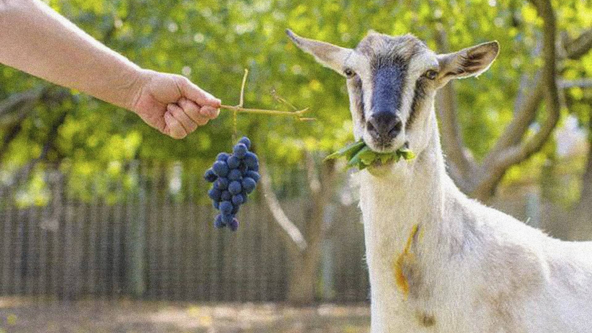 коза с виноградом