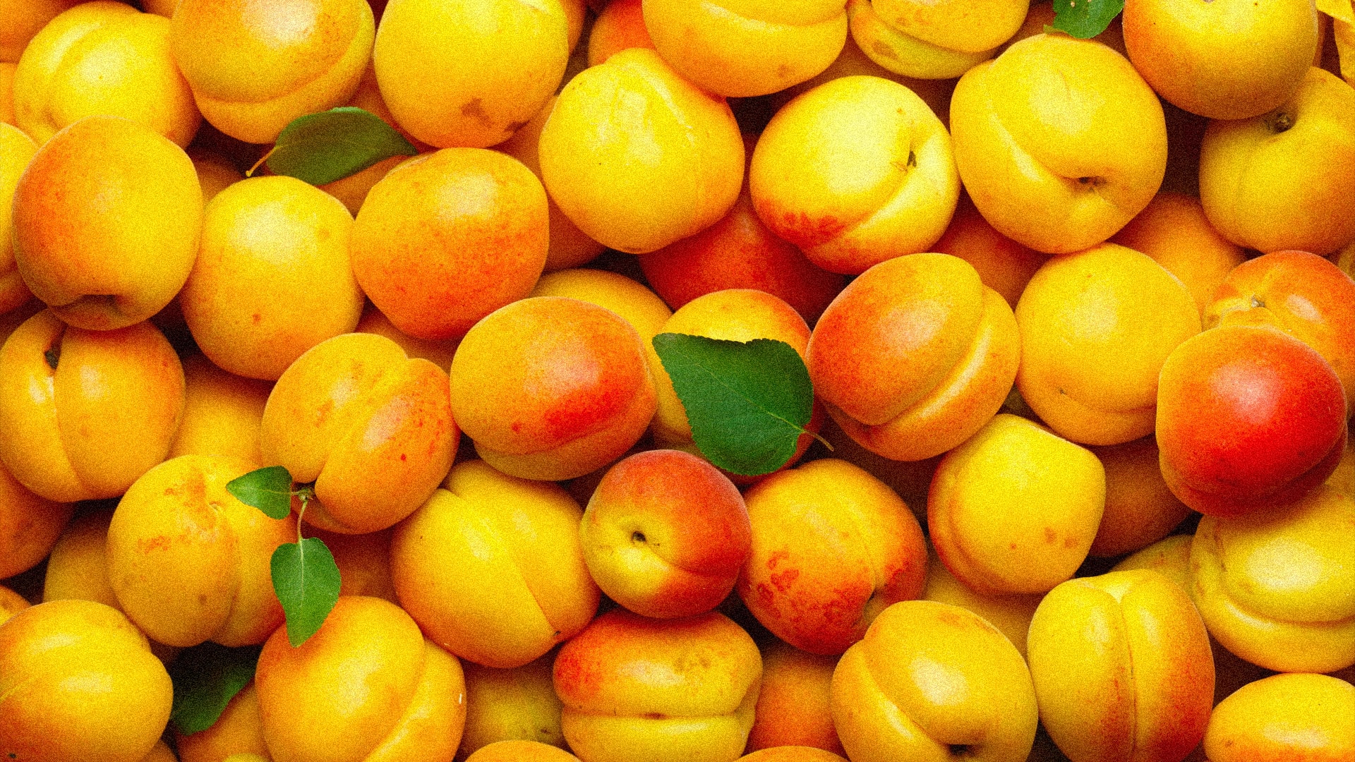 абрикосовая ратафия рецепт джерри томаса